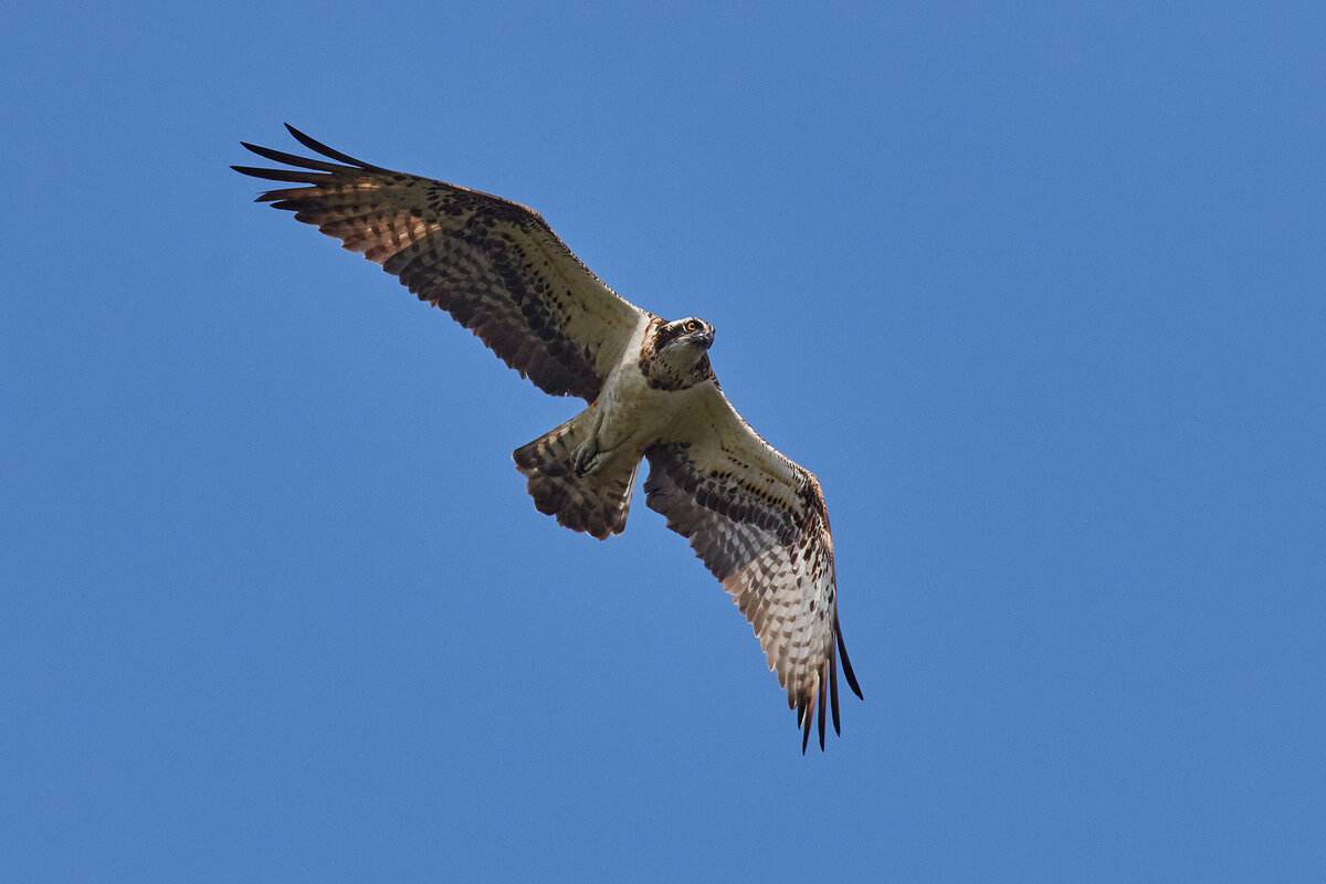 Скопа на охоте