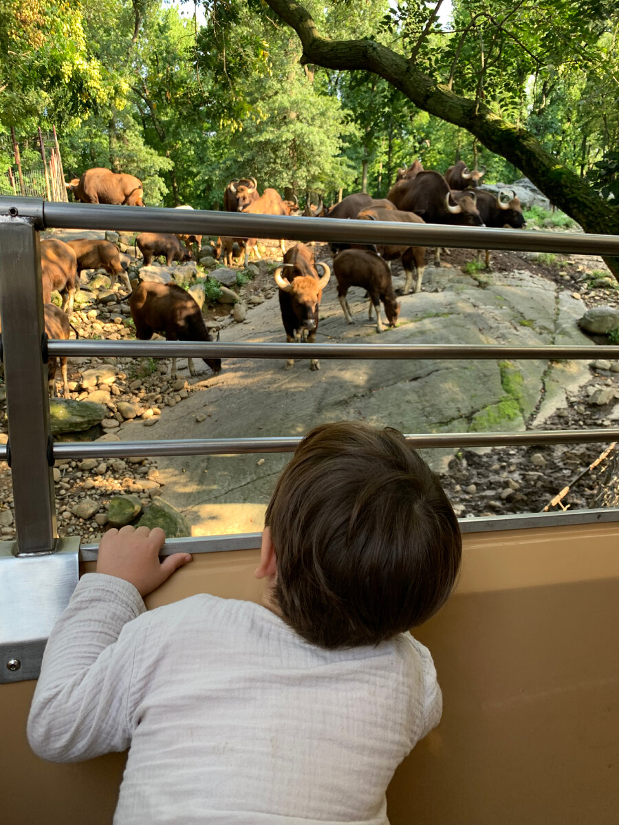 Зоопарк Бронкс (Bronx Zoo) | Жизнь в США | Дзен