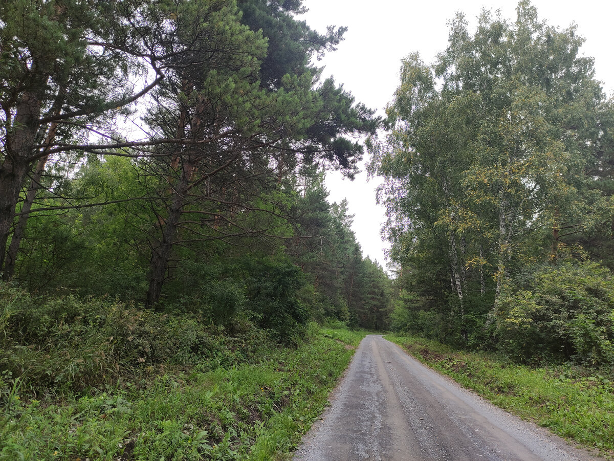 Дорожка сквозь лес понемногу поднимается