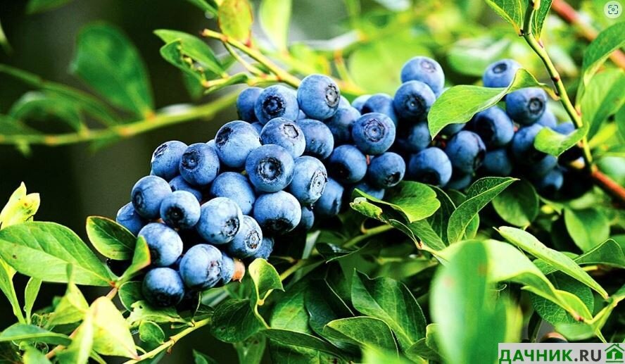 Черника: описание растения, фото, характеристики, где и как растет - полное руководство для садоводов