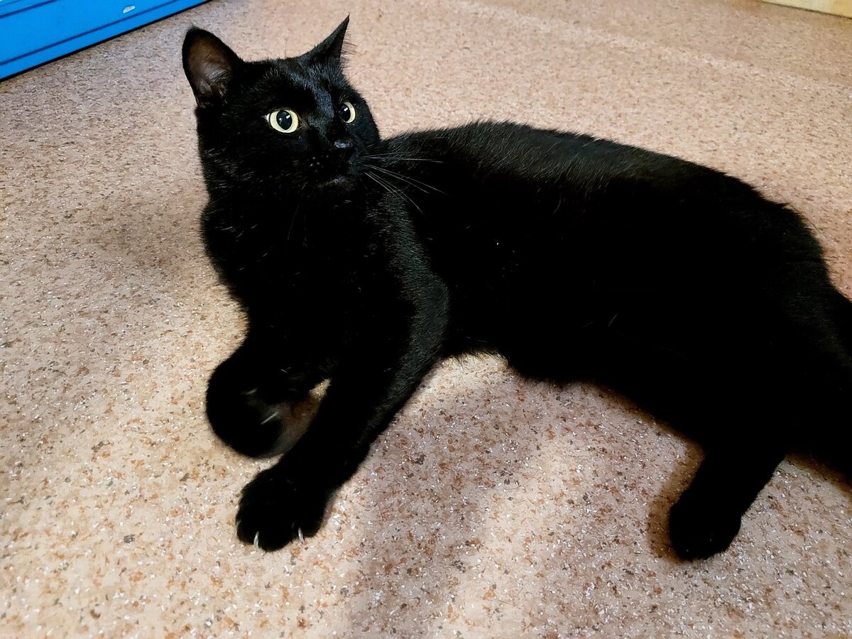 Маврик ))) И, судя по всему, его тут без высочайшего позволения и разрешения решили сфотографировать — взгляд-то какой недовольный )))