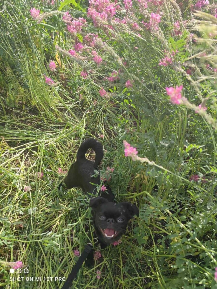 Защитники психологической стабильности Эколога 🐈🐕🐇Часть 2: Кошки и  Собаки | Экология ПРАВО | Дзен