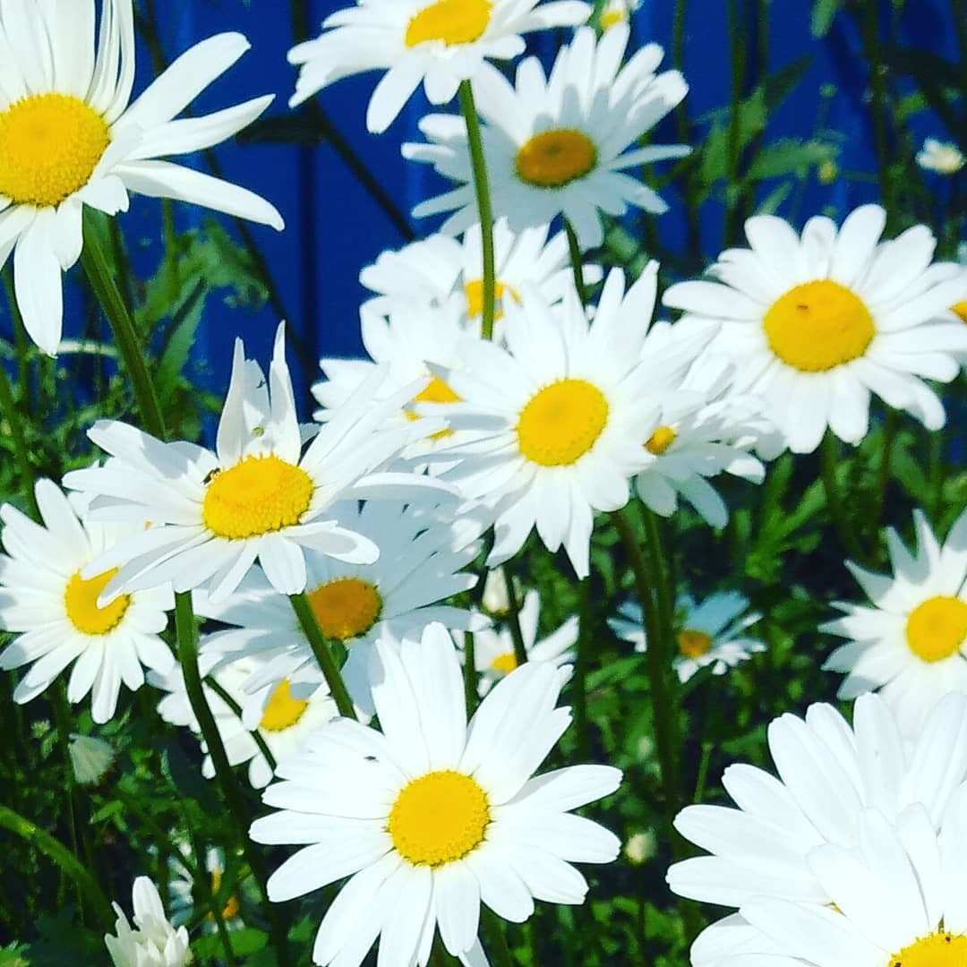 Да зарасти оно всё ромашками....