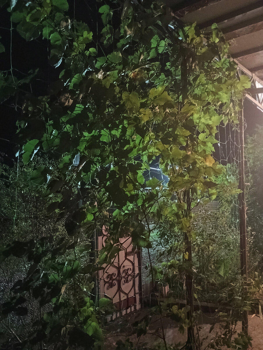 Фото автора. Ночь на даче не такая душная, как в городе. 