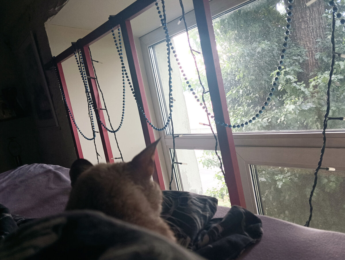 Все фото в статье - авторские. Дома в кровати. 