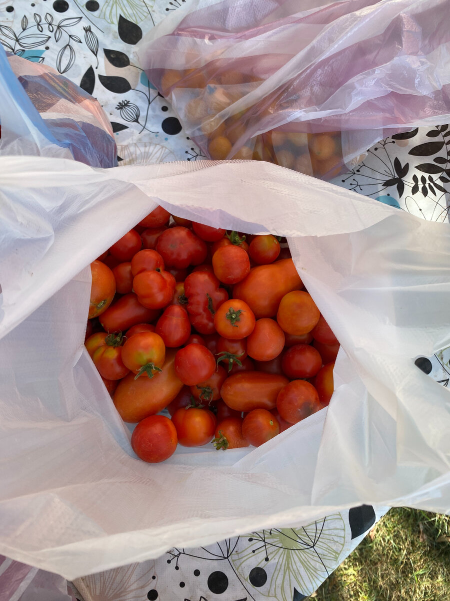 обычный и италь