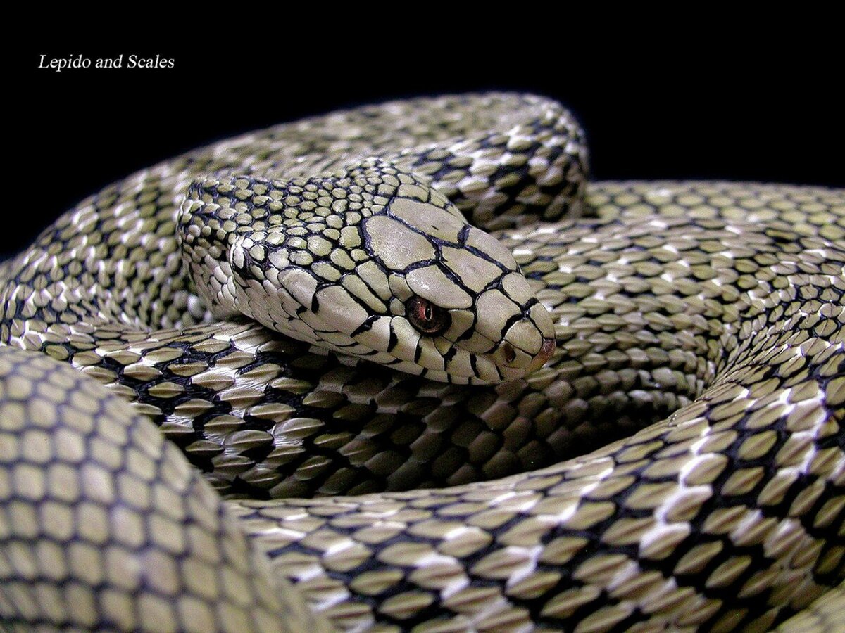 Elaphe carinata yonaguniensis TAKARA 1962