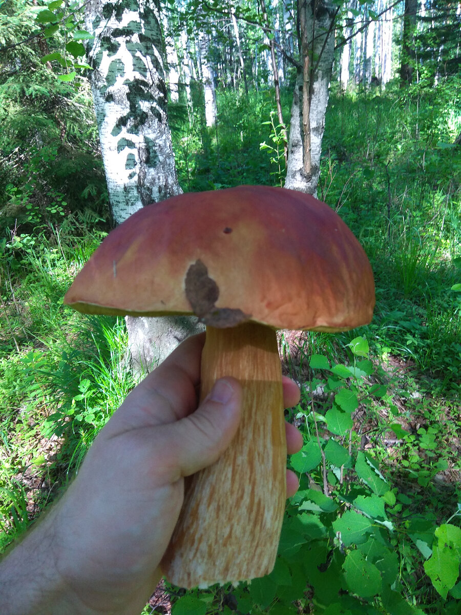 Белый или подосиновик? Не очень хорошо разбираюсь в грибах. 