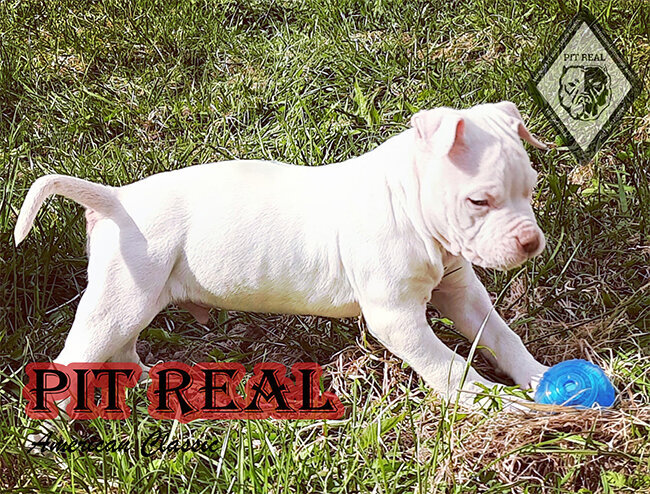 питбуль , питбультерьер , американский питбультерьер , питомник, пит , питреал