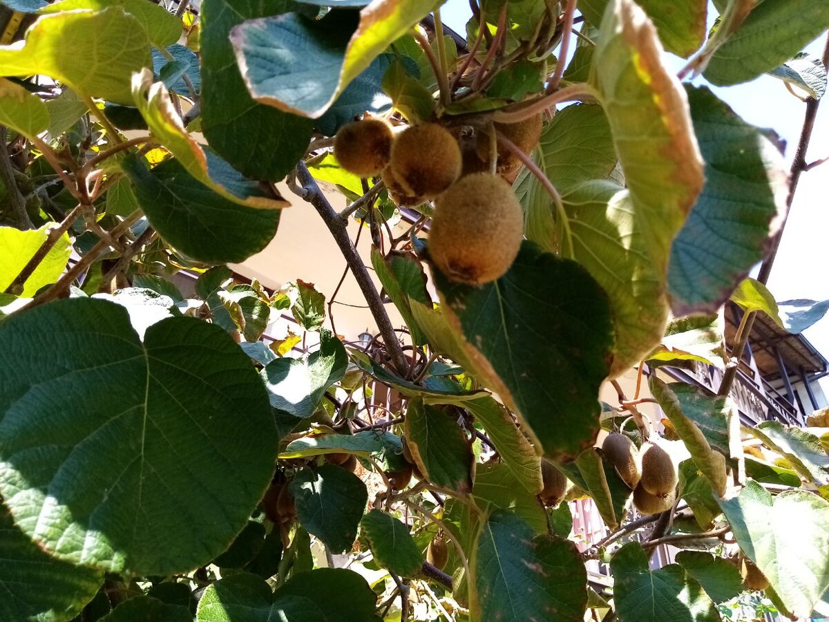 Во дворе росли разные  растения, цветы, и даже киви