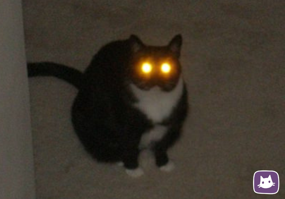Почему у кошек светятся глаза?