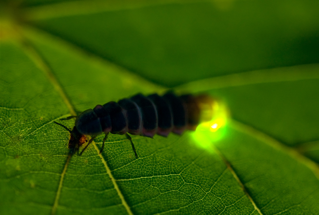 Солер с личинкой света. Личинка света. Личинка света. Dark souls 2 scorpioness najka. Личинки 30/40.