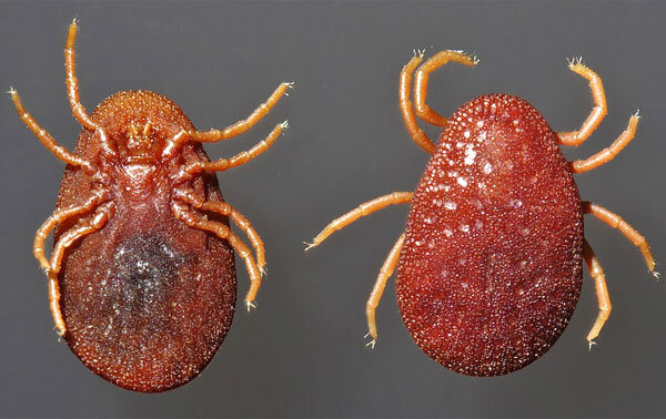 Аргасовые клещи являются самыми крупными представителями своего семейства.Размер их тела может составлять от 3 мм до 3 см.Когда паразит не может найти животное, за счёт которого будет питаться, то нападает на людей. Укус очень болезненный и может вызвать аллергию. На месте прокола сначала появляется пятно красного цвета, потом оно превращается в папулу, заполненную кровянистой жидкостью. Поражённый участок сильно зудит, а вокруг него появляется сыпь.