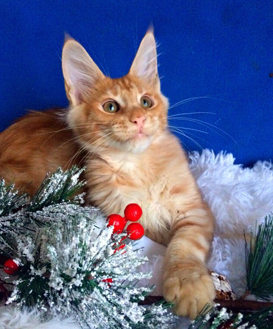 Фото котёнка из питомника Adamand-coon