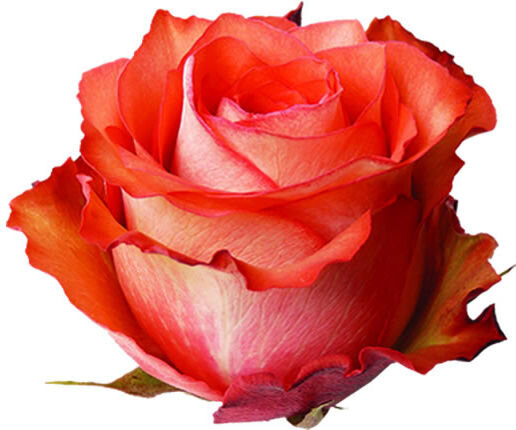 [caption id="attachment_7203" align="aligncenter" width="516"] Роза Игуана.[/caption]