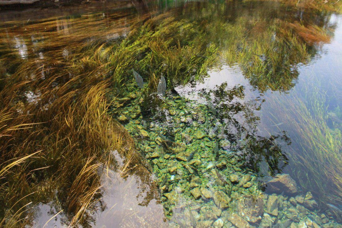 Некоторые токсины могут быть причиной изменений сердца и других отклонений у водных обитателей.