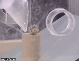 И здесь попугай справляется.