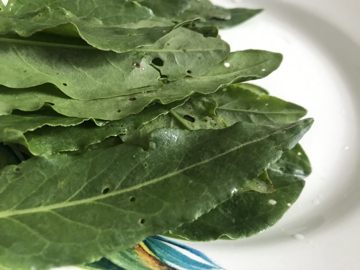 Sorrel - sour health - 1xmatch