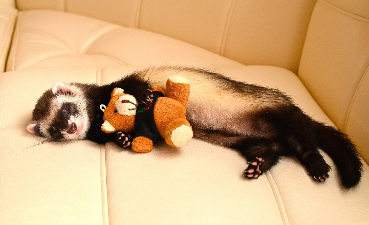 Хорьки - милые и дружелюбные питомцы.