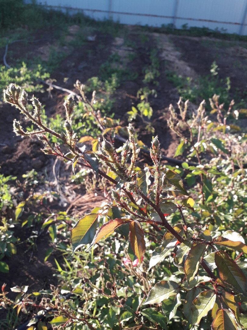 Кусты просто усыпаны были тлей