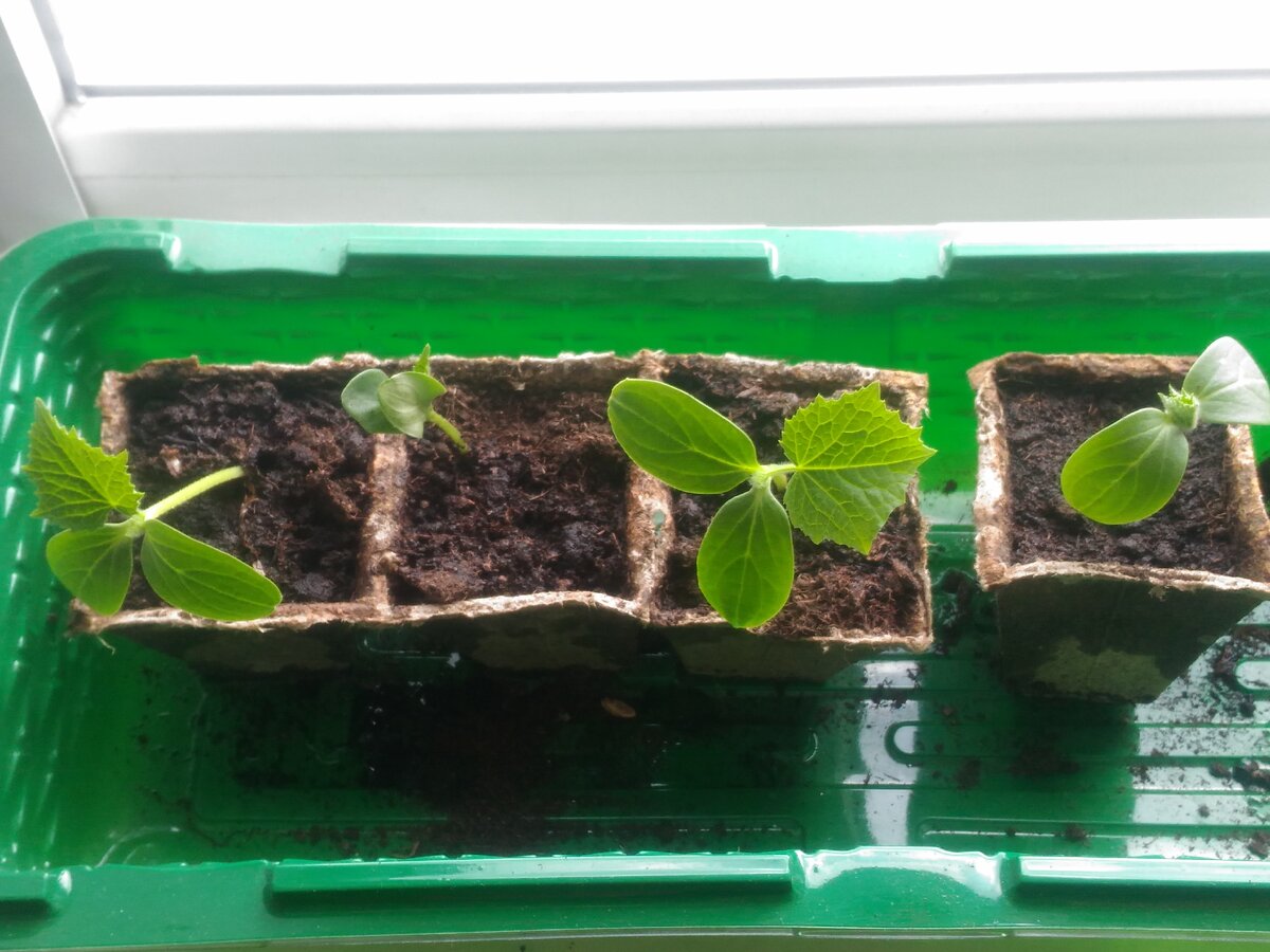 Трехнедельная рассада огурцов