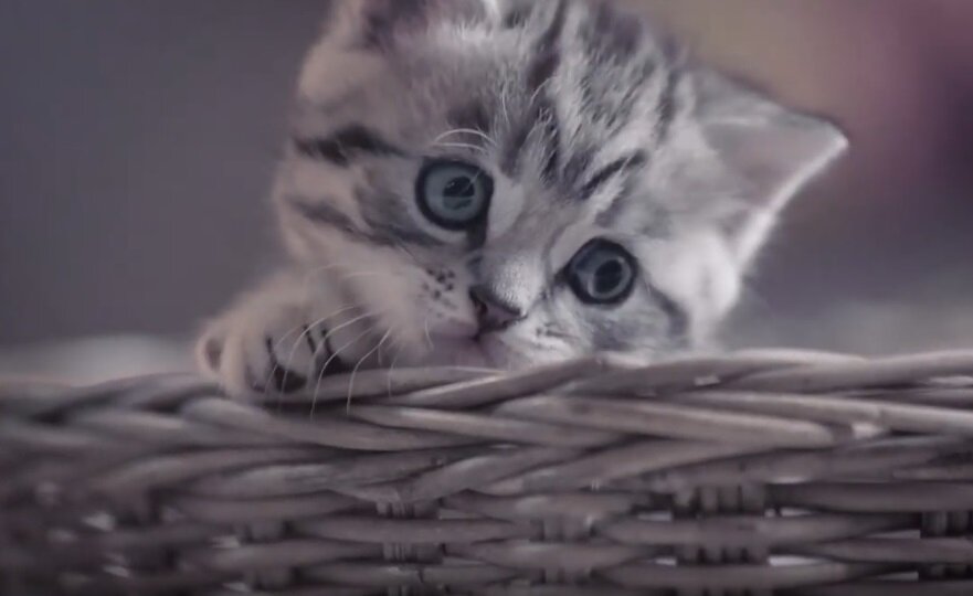 Любопытный котёнок в рекламе Whiskas | Свежие рекламные ролики | Дзен