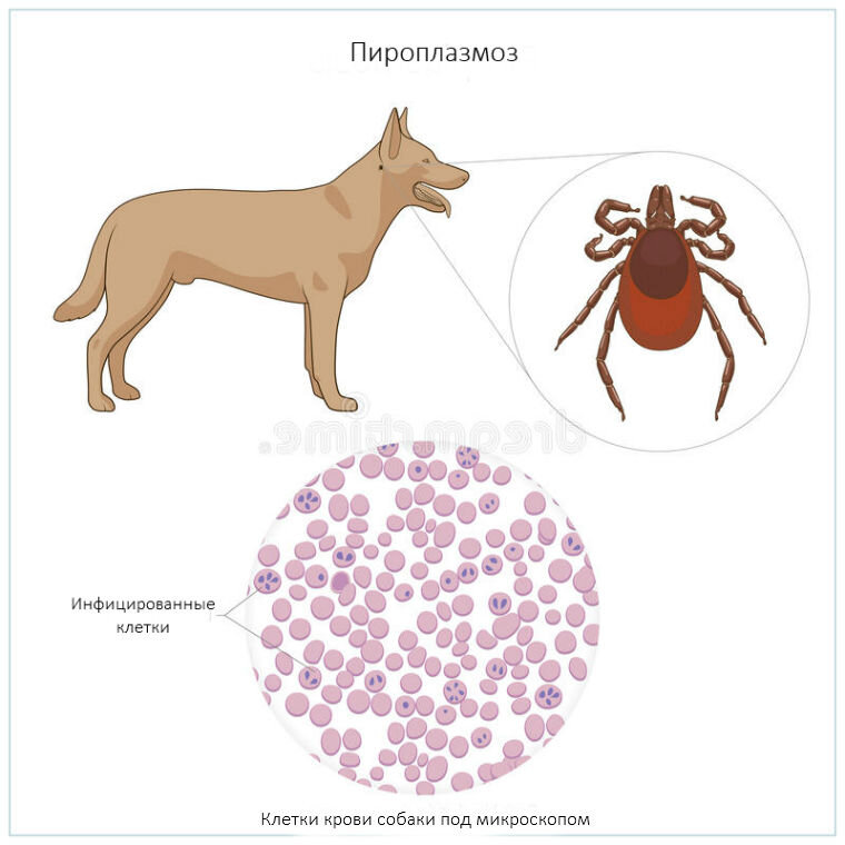 Лечение пироплазмоза у собак схема лечения. Babesia заболевание.