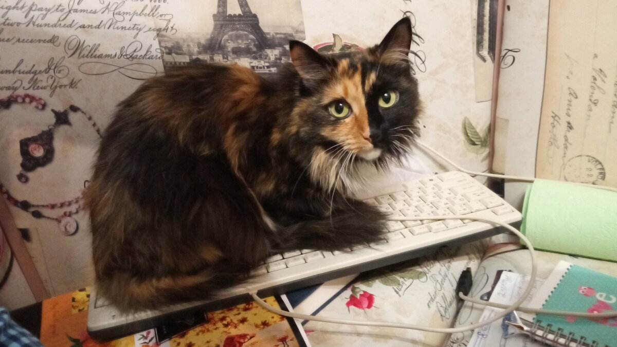 Отойди от моей клавиатуры