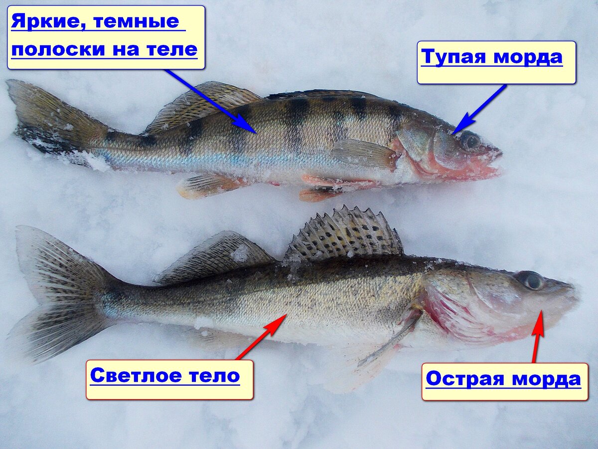светлопёрый судак. бёрш и судак отличия. окунь берш судак. берш и судак. похож на судака.