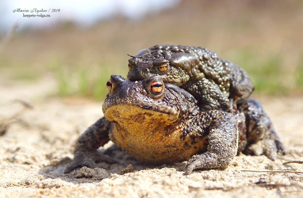 Развитие серой жабы. Серая жаба Bufo Bufo. Амплексус. Bufo Bufo охотится. Икра серой Жабы.