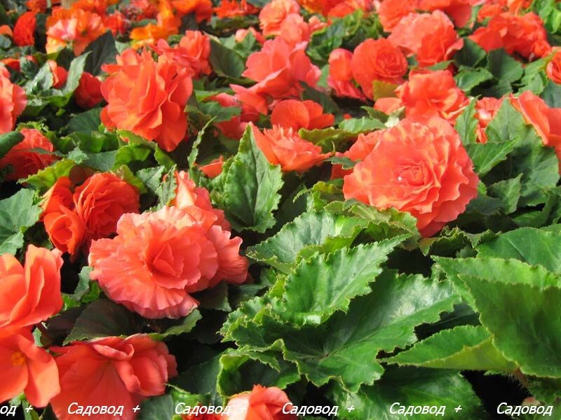 Бегония  (Begonia)