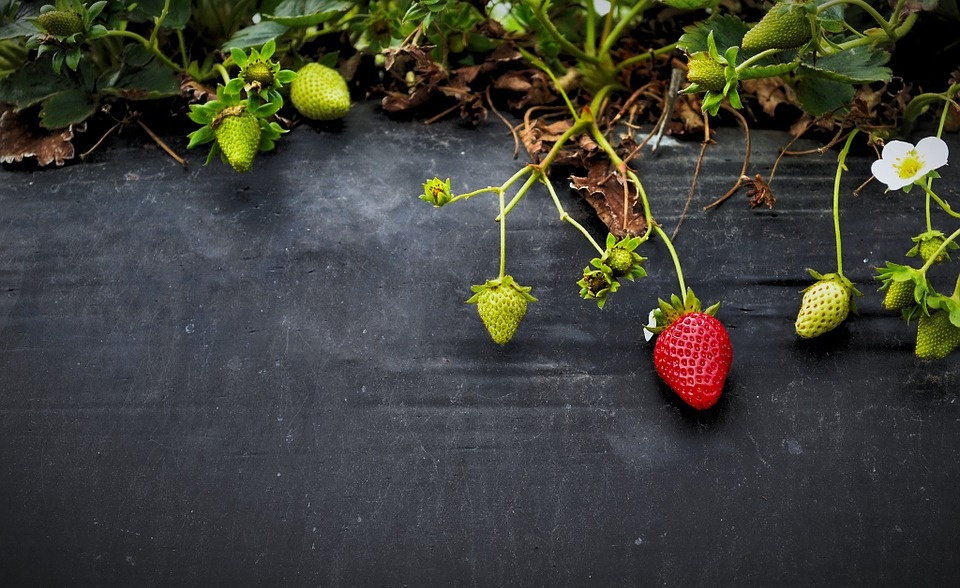 https://cdn.pixabay.com/photo/2015/07/02/10/11/strawberries-828627_960_720.jpg