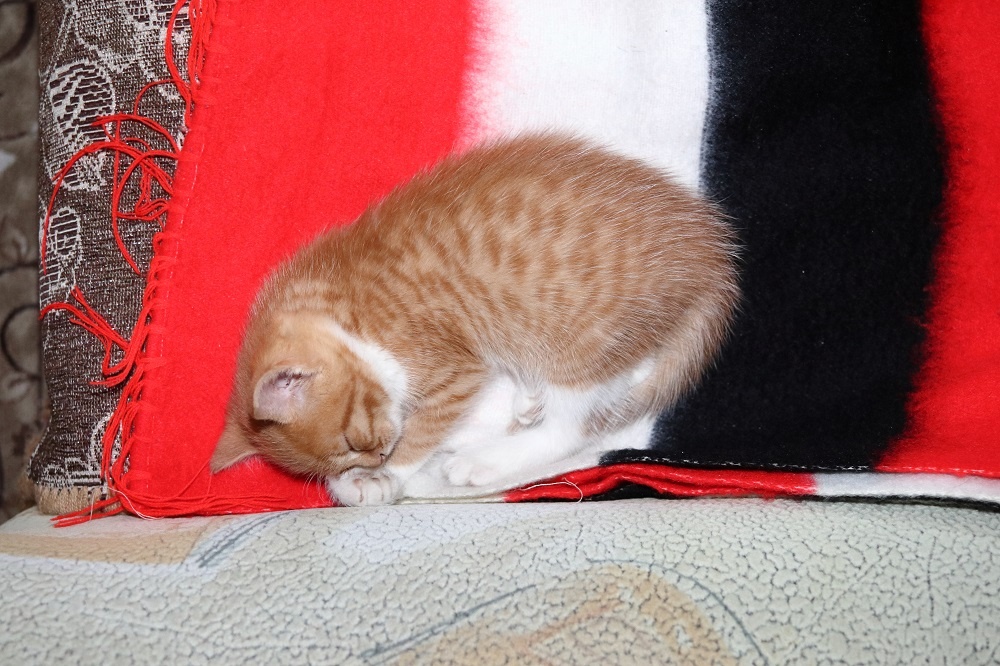 Оказавшись у нас дома котенок продолжал спать на старом шарфе.