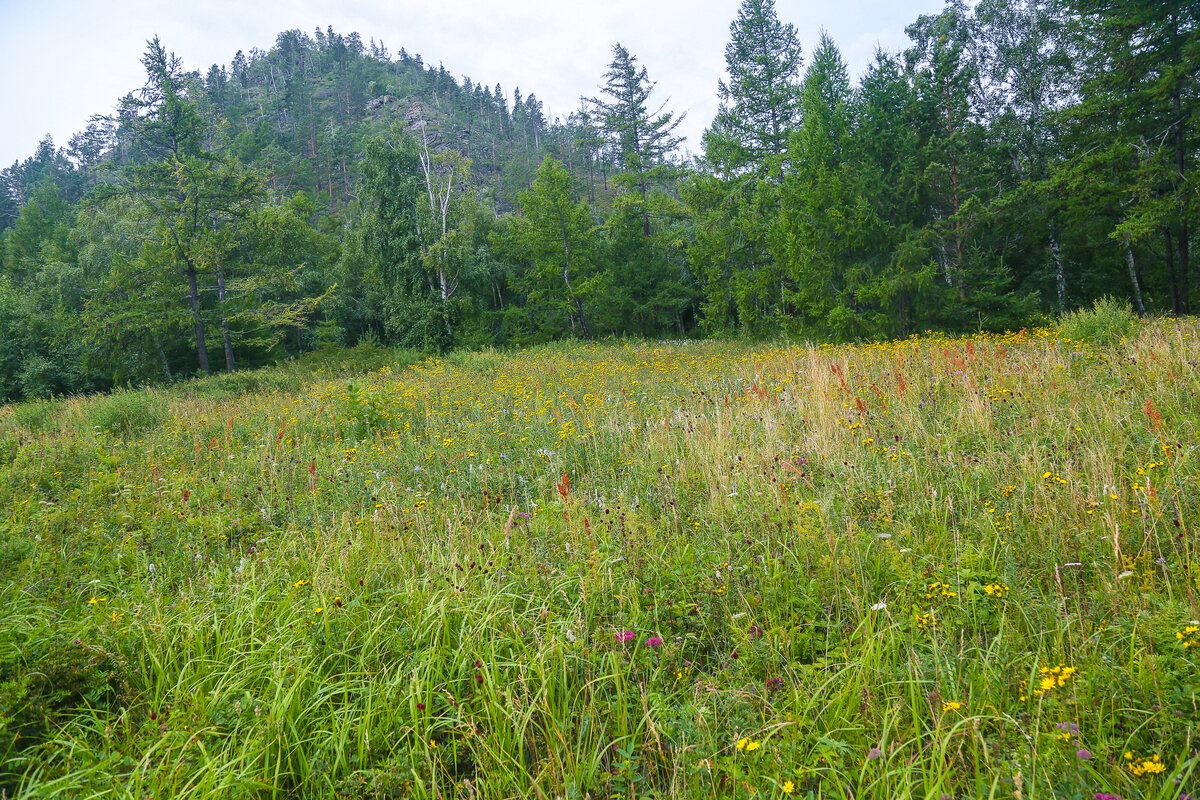 ельники лесная поляна. заросшая поляна. поляна в лесу. лесная поляна. лесная опушка тропинка.