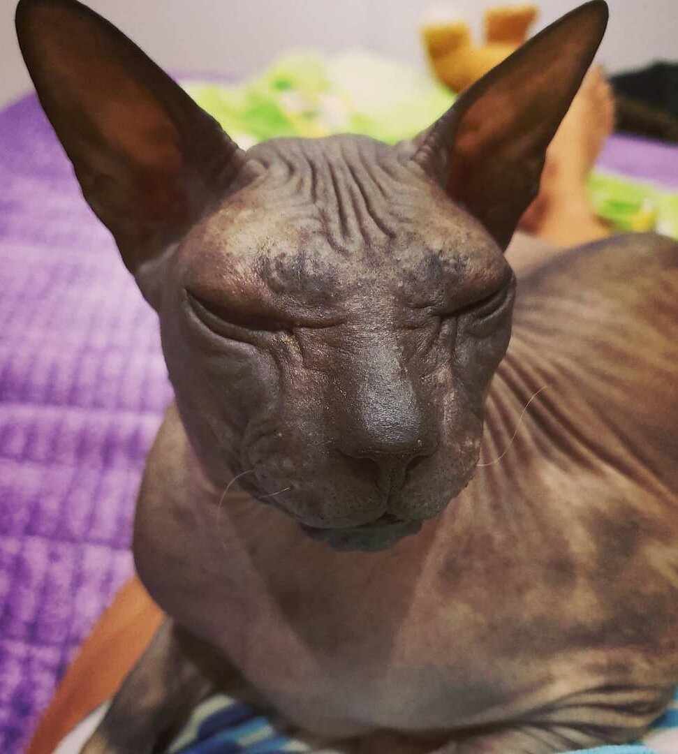 Фото из профиля в инстаграм @sphynx_mania
