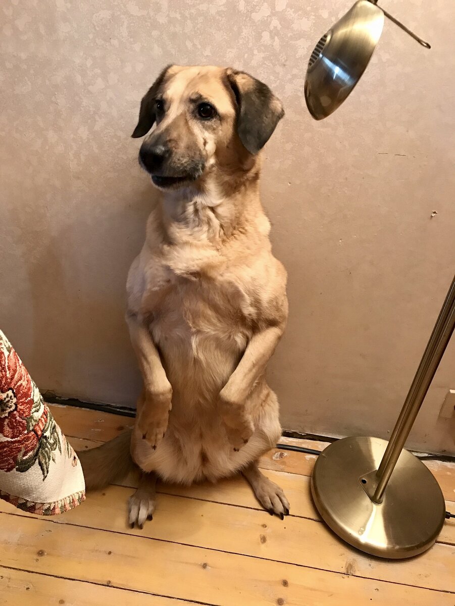 Шуня