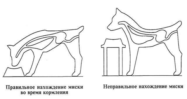 Купить подставку для еды собаке - миски для больших и маленьких собак на подставке в Харькове