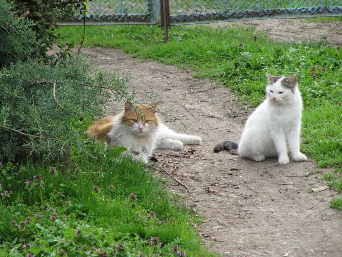 мои коты. По горькой случайности погибли в прошлом году оба