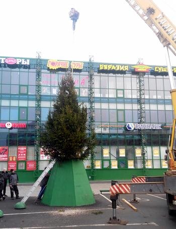 Большие уличные ёлки ростом от 6 метров и более - это самая интересная и прибыльная часть ёлочного бизнеса, однако требует ранней подготовки и участия в тендерах. Тендеры на закупку этих елок проходят с сентября. Проводит городская администрация, районные управления, сети супермаркетов и иные крупные организации.