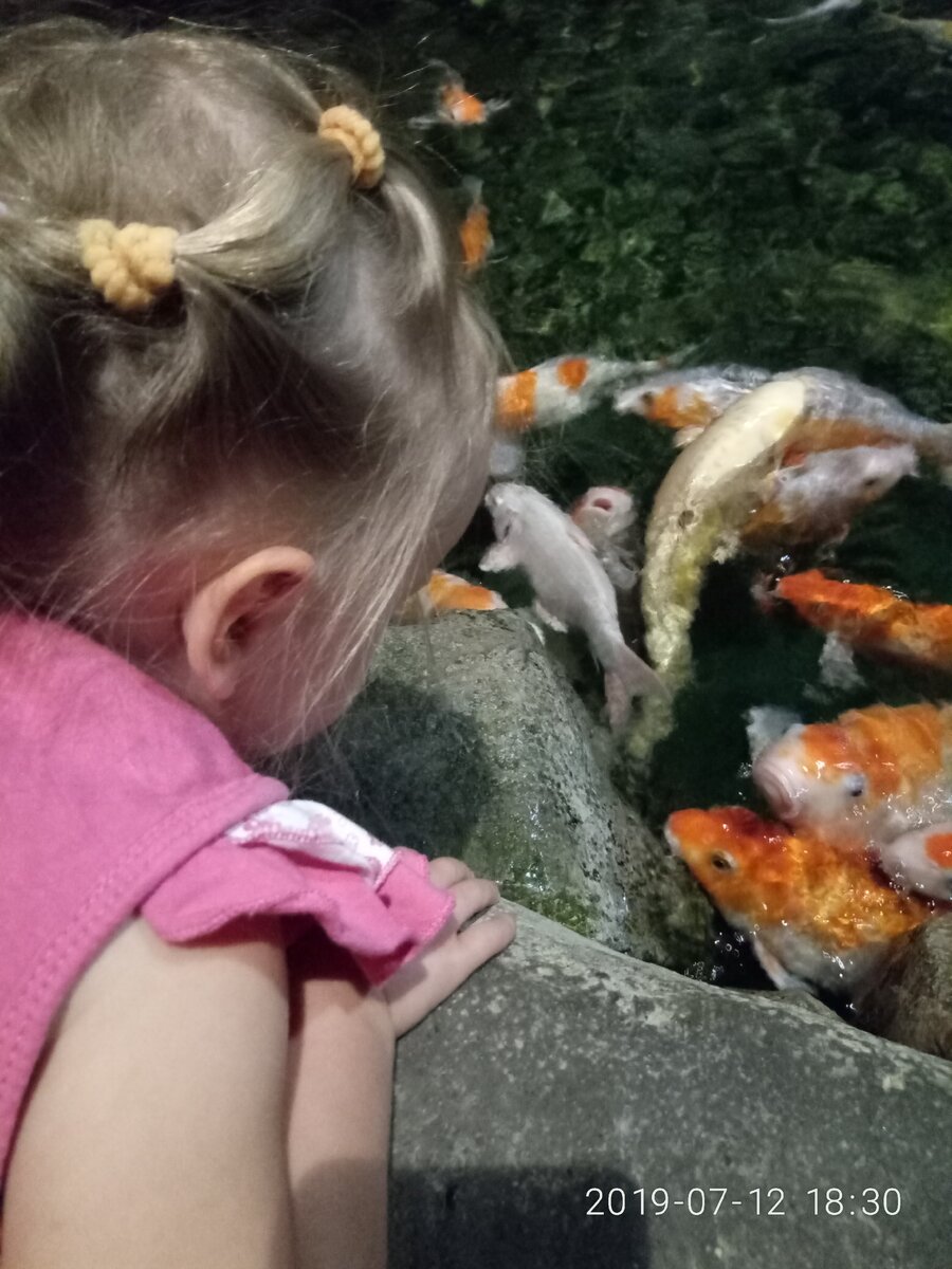 Этих рыбок можно кормить. Они прямо выскакивают из воды!
