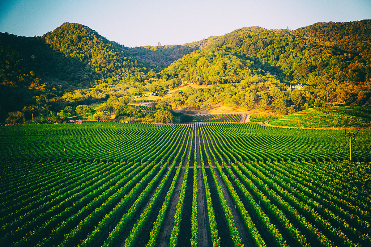 https://www.focipictures.com/wp-content/gallery/napa-valley-october-2015/Napa-Valley-Vineyard.jpg