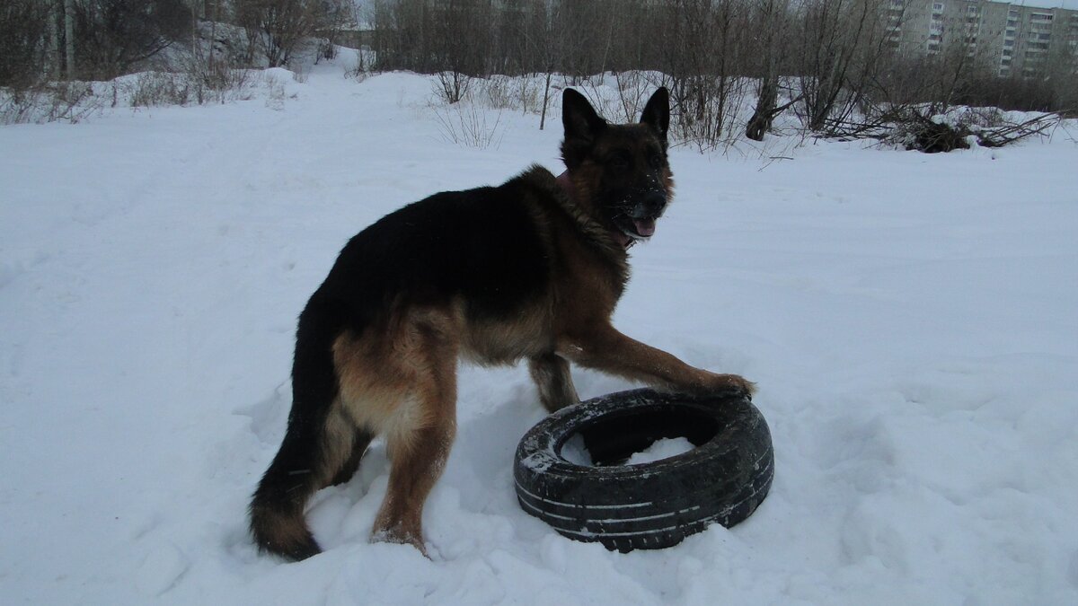 Эрих (Дик) на прогулке, зима 2018 - 2019. Фото автора. 