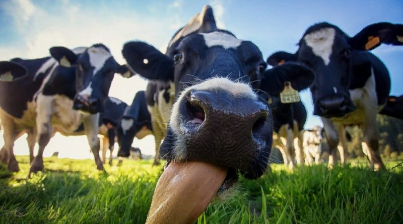 Источник изображения сервис Яндекс Картинки