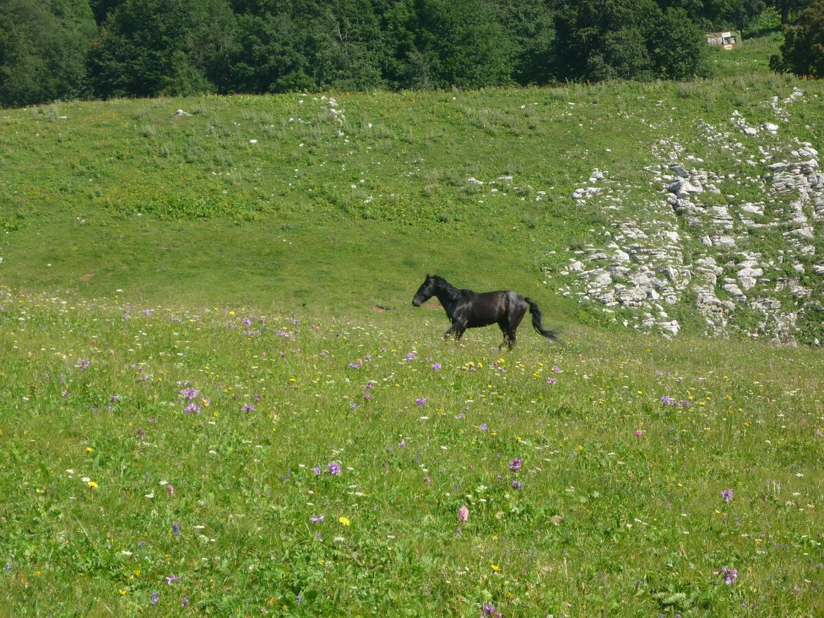 Абхазия Луга Альпийские кони