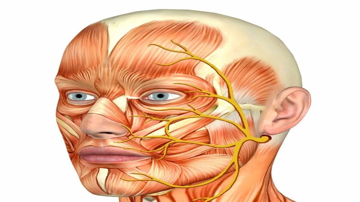 Нервы на лбу. Лицевой и тройничный нерв анатомия. Невралгия лицевого нерва анатомия. Курковые зоны тройничного нерва. Радиочастотная ризотомия тройничного нерва.