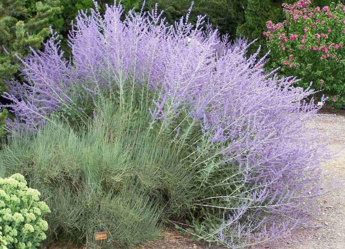 Перовския или русский шалфей.Фото из свободного источника