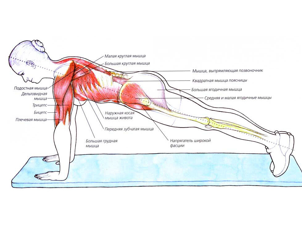 Мышцы и упражнения для них в картинках