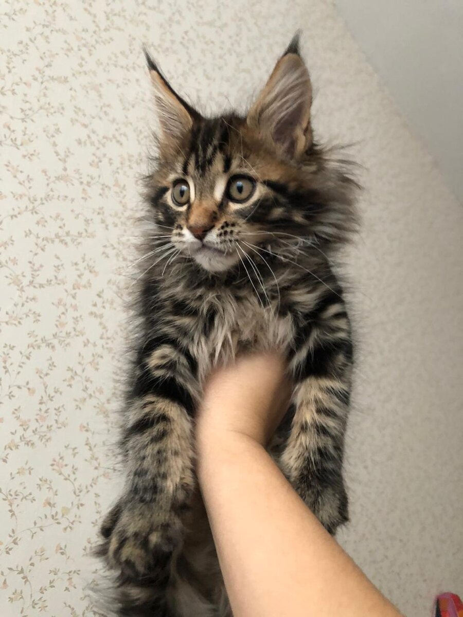 В идеале будущий хозяин мейн-куна должен быть завсегдатаем выставок и питомников (особенно актуально для тех, кто планирует покупку животного шоу-класса). Неплохую помощь может оказать изучение стандартов породы, зафиксированных фелинологическими системами TICA, WCF, CFA.Перед покупкой стоит определиться с полом, классом и видом животного. Кошечки породы мейн-кун – настоящие интеллектуалки и аккуратистки, но с твердым характером. Коты обладают большей непосредственностью, игривостью и доброжелательностью. На сегодняшний день конкретная порода имеет две ветви: классическую американскую и европейскую. Остановить выбор на представителе первой разновидности стоит в том случае, если вы ищете обаятельное ширококостное создание с круглыми глазами и пышной шубкой окраса табби. Европейцев отличают удлиненное тело, раскосый разрез глаз и в целом довольно разбойничий вид. Шерстка у них не такая богатая, как у американских собратьев, зато хвост заметно длиннее, да и кисточки на ушах более ярко выражены.Котят мейн-кунов рекомендуется брать в семью в возрасте 12-15 недель. К этому времени маленькое существо умеет пользоваться туалетом и уже получило необходимые прививки. Лучше всего остановить выбор на активном котенке, который проявляет любопытство и охотно идет на контакт. Вялость и апатия – признаки утомленного, нездорового животного.Если хотите узнать, какой тип темперамента унаследовало маленькое существо, попросите сотрудников питомника познакомить вас с его матерью. Если взрослая особь покажется слишком возбужденной и агрессивной, лучше не рисковать и выбрать котенка от других, более доброжелательных родителей. Уделите пристальное внимание шерстке животного: она должна быть гладкой, чистой и шелковистой. Не забудьте уточнить у бридера марку корма, которым потчевали вашего подопечного, а также тип туалетного наполнителя, использовавшийся в кошачьих лотках питомника. Знание этих моментов существенно облегчит процесс адаптации маленького мейн-куна.