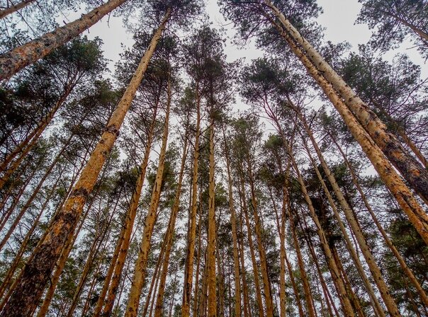 сосновый воздух