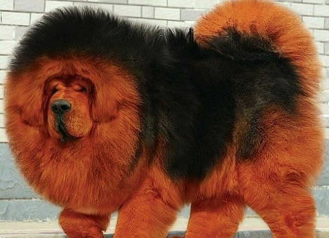 Тибетский мастиф